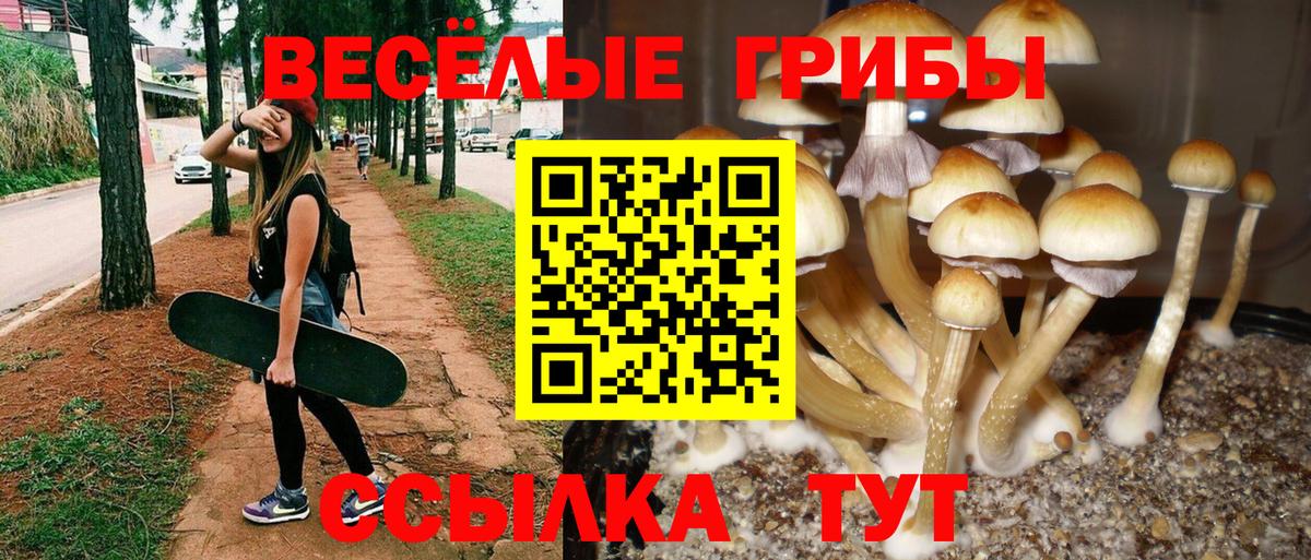 Псилоцибиновые грибы Cubensis Тавда